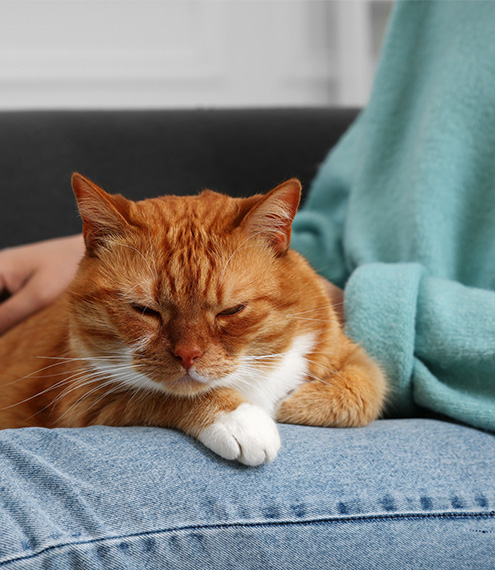 porque los gatos no extrañan a los humanos.